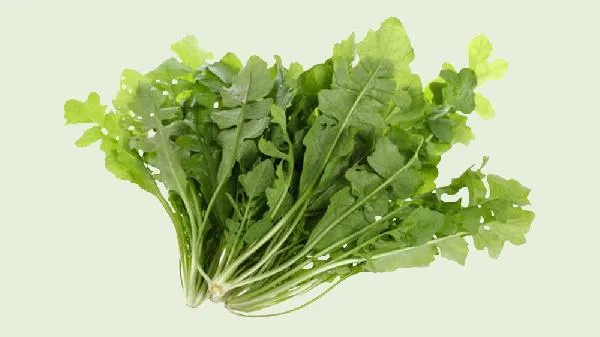 野生荠菜长什么样